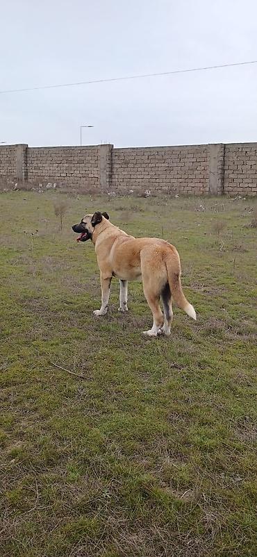 İtlər: Qurdbasar, 1 il, Erkek, Peyvəndli, Ödənişli çatdırılma — 1