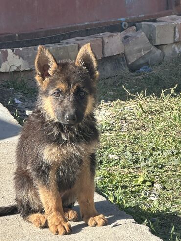 акустические системы kisonli technology co колонка в виде собак: Немецкая овчарка, 2 месяца, Самка, С прививкой, С родословной