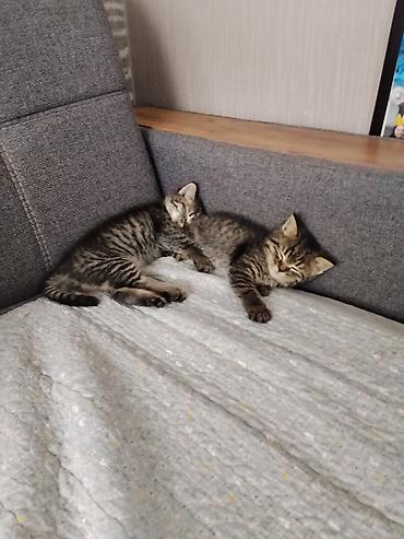 Кошки: Полосатые котята, домашние. Два очаровательных тигрёнка классического — 2
