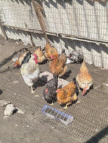 Куры, петухи: Продаю | Куры | Домашняя | Для разведения — 5