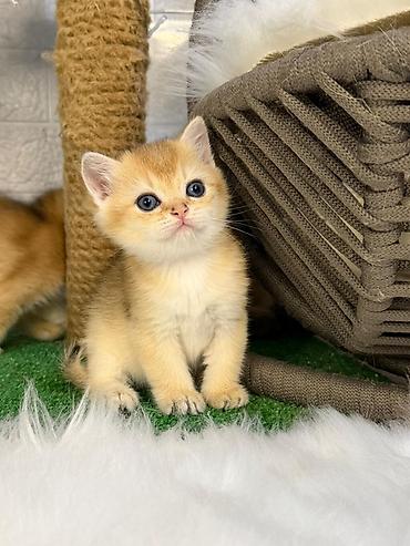 Pişiklər: Britan — 4