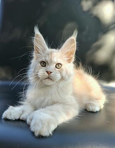 Продажа кошек: 🐾 ВНИМАНИЕ! В ПРОДАЖЕ МАЛЕНЬКИЙ КОТЁНОК С БОЛЬШИМИ ПЛАНАМИ НА ЖИЗНЬ! — 5
