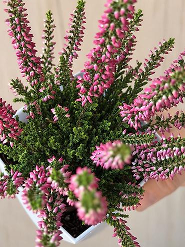 цветок каланхоэ красные цветы: 🌿Вереск (Calluna vulgaris) в декоративном горшке Можно выращивать как — 2