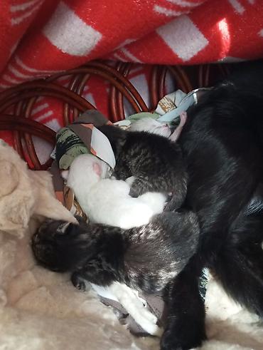 кошки мальчик: Новорожденные котята, даю в добрые руки даром но только через 1-1,5 — 1