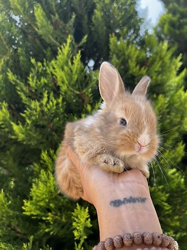 ereb dovşanı: 1 aylıq balaca🐰 Hazırda məndə bu çox şirin dovşanım var 🥹🤍 Çox şirin — 4