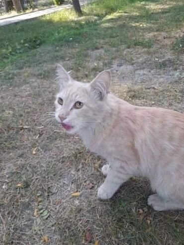 бюро находок животных: Бишкек Очень доверчивый кот живёт у канавы на Молодой Гвардии. С