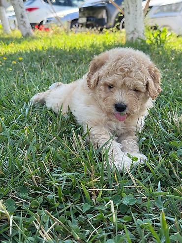 bala quzu: Maltipoo balalarımız erkey dişi var her reng var əlaqə saxlıyın — 2