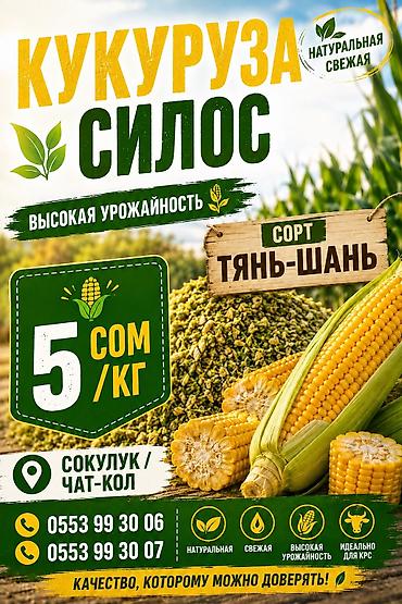 коровы для молоко: Силос из кукурузы, сорт «Тянь-Шань». Натуральная и свежая заготовка с — 1