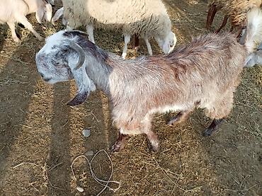 keci sanen: 2 baş hələb çəpişi 1dişi 1erkək.7 aylıqdirlar. Tam sağlam heyvanları — 1