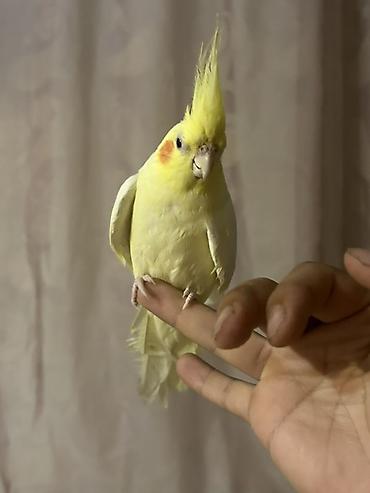 serebrist cuce satisi: Salam,Korelladı 1 aylıqından məndədi indi 7 aylıqdı qəfəsi var ələ — 5