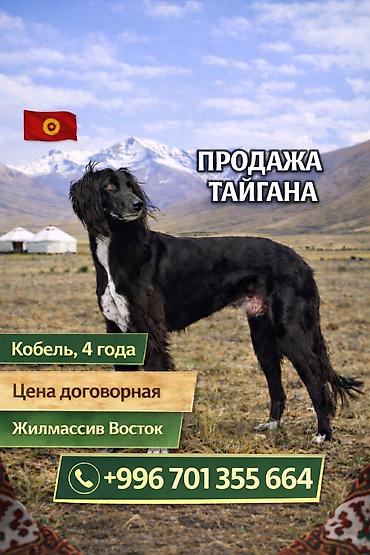 собака ретривер: Тайган, 4 года, Самец — 1