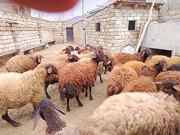 Qoyunlar, qoçlar: Satılır: Qoyun sürüsü - Növ: yerli xalı/xar (uzunquyruq, yağlı — 9