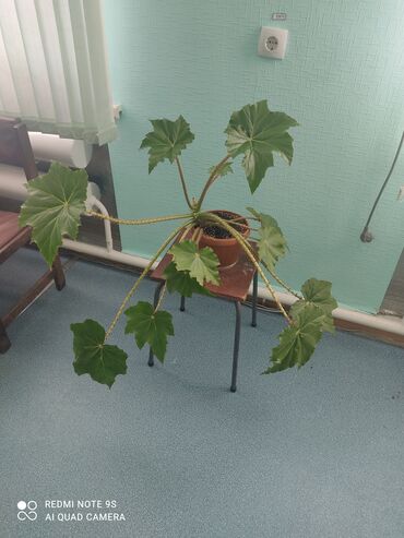 Другой декор и предметы интерьера: Распродажа по 300 сом и выше — 21