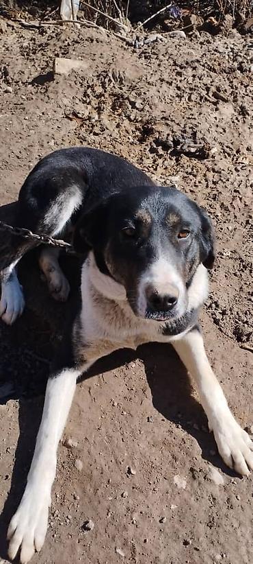 Другая автоэлектроника: Продаю контроллер 96-120 v 8- 15 kw с программным обеспечением,ЭБУ — 17