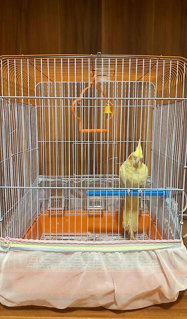 tutuqu: Növ: Nimfa (Cockatiel) – sarı rəng popuqay qefesle birlikte satilir — 3