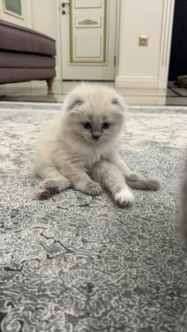 мраморный вислоухий кот: Продаю шотландского вислоухого котенка, 2 месяца, к лотку приучен
