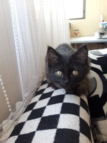сколько стоит шотландская кошка: Кошка даром: Бомбейская, 3 месяца, Мальчик