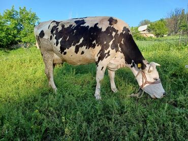 Коровы, быки: Продаю | Корова (самка) | Голштин | Для разведения, Для молока | Племенные, После отела