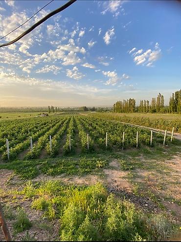 Продажа сельхоз предприятий: Питомник растений, 220 соток, Действующий, Частично с оборудованием, Электричество, Холодная вода — 1