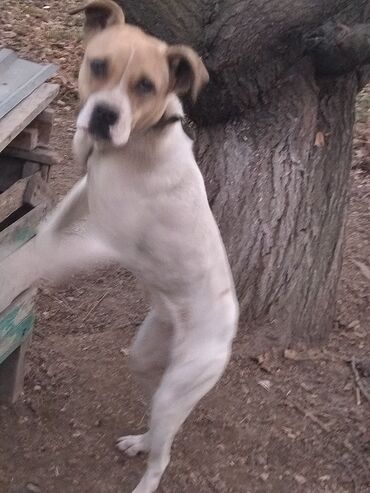 Продажа собак: Алабай, 7 месяцев, Самка, С прививкой, С родословной — 12