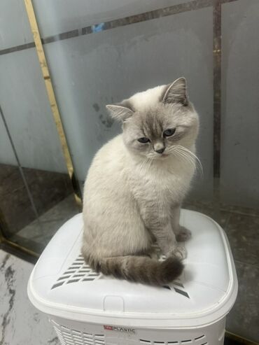 отдам котёнка в добрые руки: Şinşilla