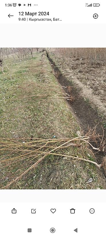 Другие фруктовые и ягодные растения: Кочот сатылат Кызыл кыянын питомнигинде остурулгон 🍑 персиктин 6сорту at lalafo.kg — 2 Другие фруктовые и ягодные растения: Кочот сатылат Кызыл кыянын питомнигинде остурулгон 🍑 персиктин 6сорту — 2