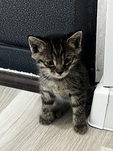 бенгальские кошки купить: Котята тигрового окраса - Порода: домашние короткошёрстные (табби). - — 1