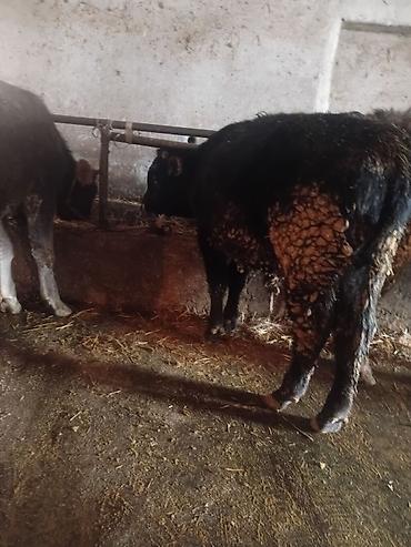 Коровы, быки: Продаю | Бык (самец) | На откорм — 19