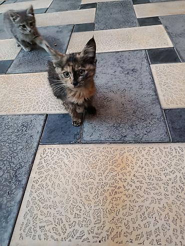 собака из приюта: Кошка даром: Беспородная, 1 месяц, Мальчик, Приучена к лотку — 2