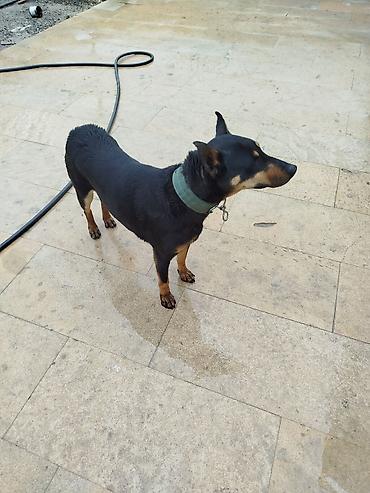 dişi doberman: Doberman, 1 il, Dişi, Peyvəndli, Ödənişli çatdırılma — 6