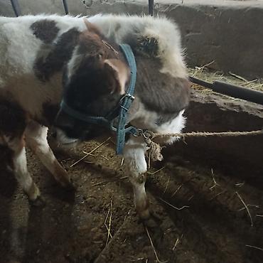 Коровы, быки: Продаю | Бык (самец) — 5