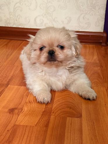 golden retriver it: Pekines, 2 ay, Erkək, Ünvandan götürmə — 1