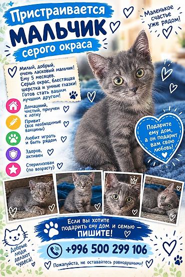 pitomnik temir: Кошка даром: Ангорская, 3 месяца, Девочка, Кастрирована, Метис, Приучена к лотку — 5