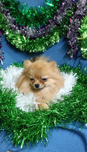 Продажа собак: Шпиц, 2 года, Самка, С родословной — 5