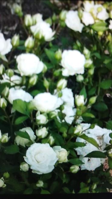 Роза: Саженцы — 12