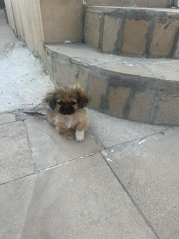 İtlər: Pekines, 2 ay, Erkək, Ünvandan götürmə — 1