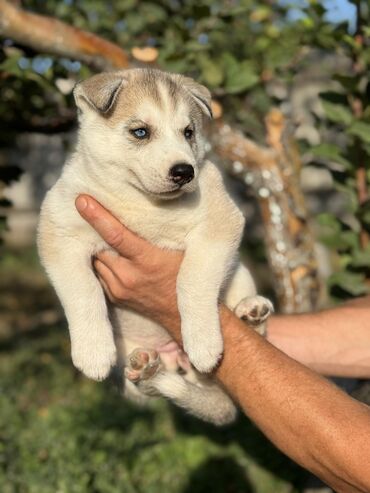 собака спаниель: Хаски, 1 месяц, Самка