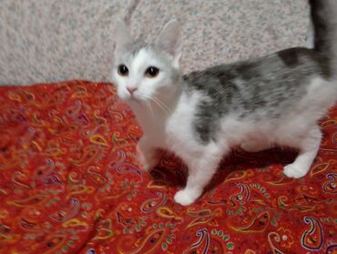 котик вислоухий купить: 10 айлык, Ургаачы, Боз, Аргын, Лотокко барууга үйрөтүлгөн, Курттардан тазаланган