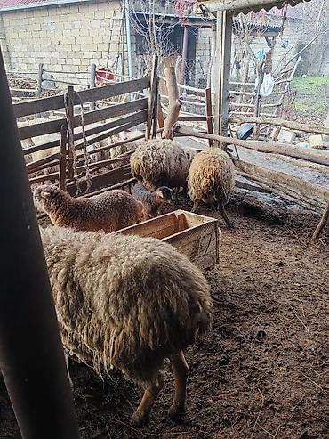 Qoyunlar, qoçlar: Beş ana beş bala sort heyvanlar satılır hammısı sağlam -da lalafo.az — 3 Qoyunlar, qoçlar: Beş ana beş bala sort heyvanlar satılır hammısı sağlam — 3