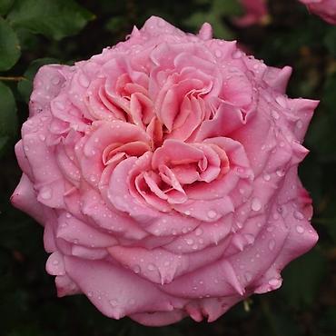 Другие садовые цветы и кустарники: Предлагаем саженцы роз разного возрастаплетистые,кустовые,цены — 12