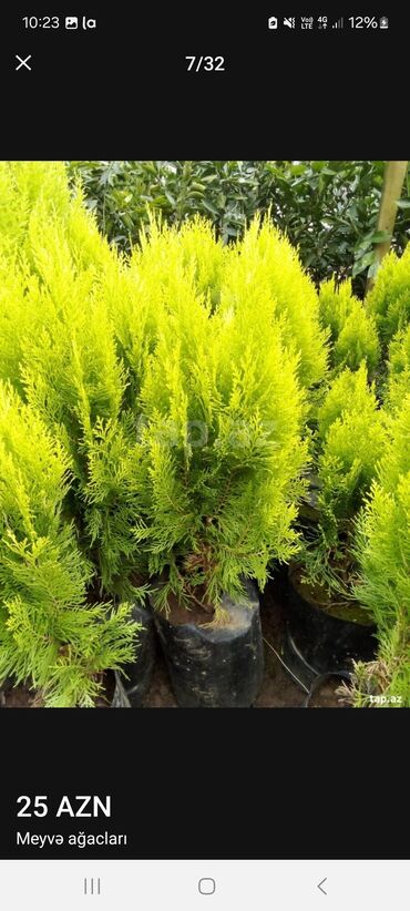 Tinglər: Müxtəlif dekorativ və meyvə ağaclarının tingləri. • Xurma-narıngi — 14