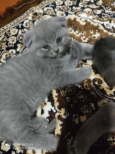 Pişiklər: Şotland yastı qulaq, Erkək, Dişi, Ünvandan götürmə — 8