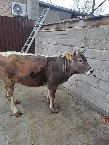 Коровы, быки: Продаю | Корова (самка) | Для молока at lalafo.kg — 9 Коровы, быки: Продаю | Корова (самка) | Для молока — 9