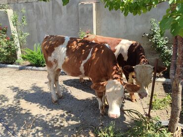 K/t heyvanları üçün mallar: Erkək, Simental, il: 1, 150 kq, Damazlıq, Ünvandan götürmə