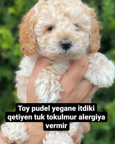 pudil itleri v Azərbaycan | İTLƏR: Toy pudel balalari satilir telesin