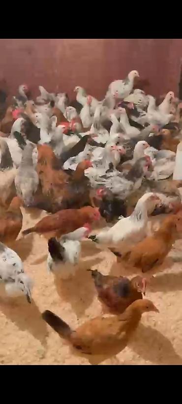 Quşlar: Her giymete fere ve xoruzdarimiz var catdrilma.var unavana gore — 3