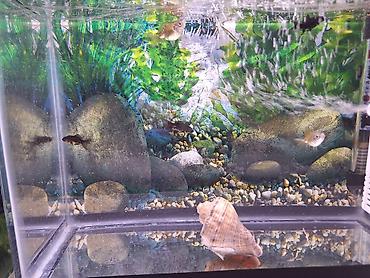 akvarium qiymetleri: 2 Akvarium Baliqlar hamsi birlikde 100 Manata satilir 051 920 19 91 — 5