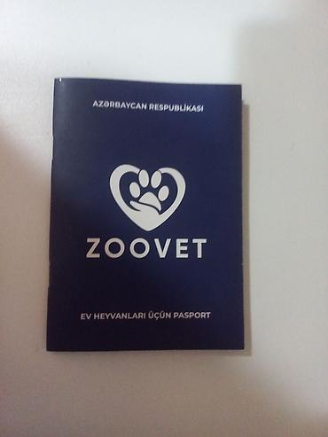 boo itleri: Alman çoban iti, 4 il, Erkək, Cütləşmə üçün — 2