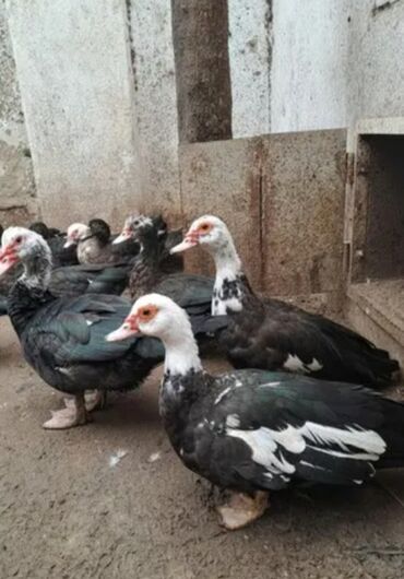 Ördəklər: 30 ədəd 2 aylıq Lal ördək balaları. 9 ədəd böyük Lal ördək. 2 ədəd — 5