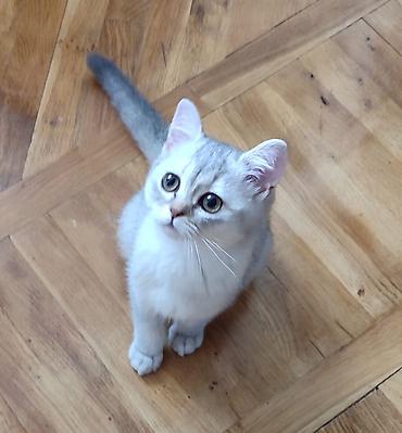 Pişiklər: Şotland, Ünvandan götürmə — 3